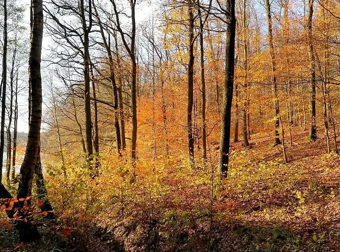 公寓 Pod Debem Bobolice (Koszalin)